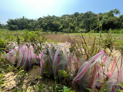 圖6-2.「田鱉田」移除小花蔓澤蘭等外來種植後，也響應稀有植物異地備份任務。(攝影田鱉田) 